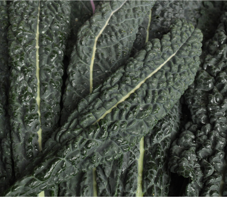 Chou plume Nero di Toscana