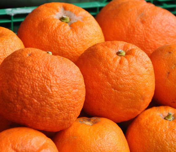 Oranges amères