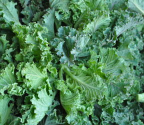 chou Frivole (Flower Sprout)