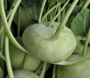 Kohlrabi (St