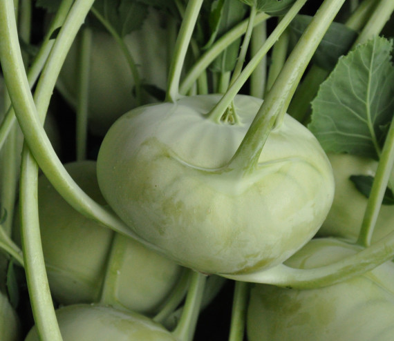 Kohlrabi (St