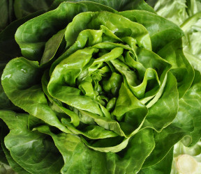 Kopfsalat gr