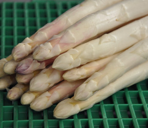 Asperges blanches