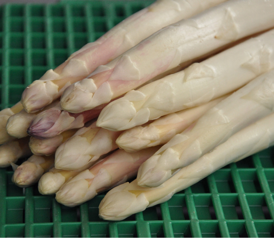 Asperges blanches