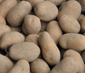 Pommes de terre farineuses