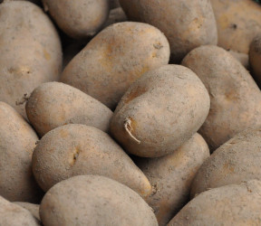 Pommes de terre fermes