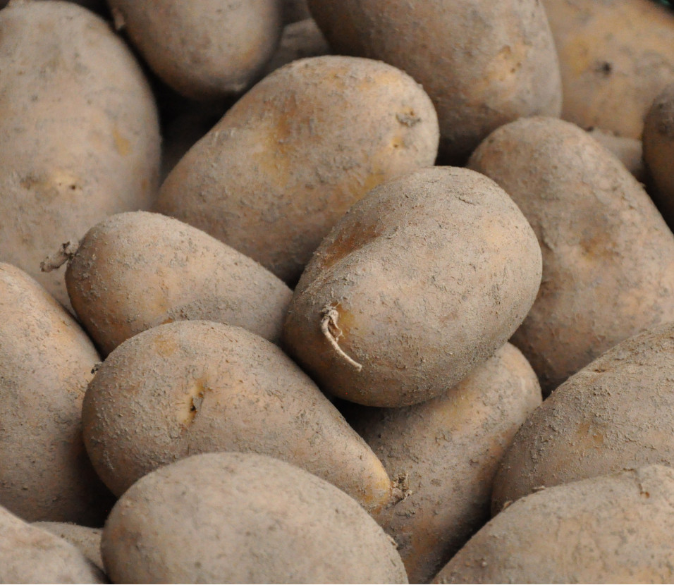 Pommes de terre fermes