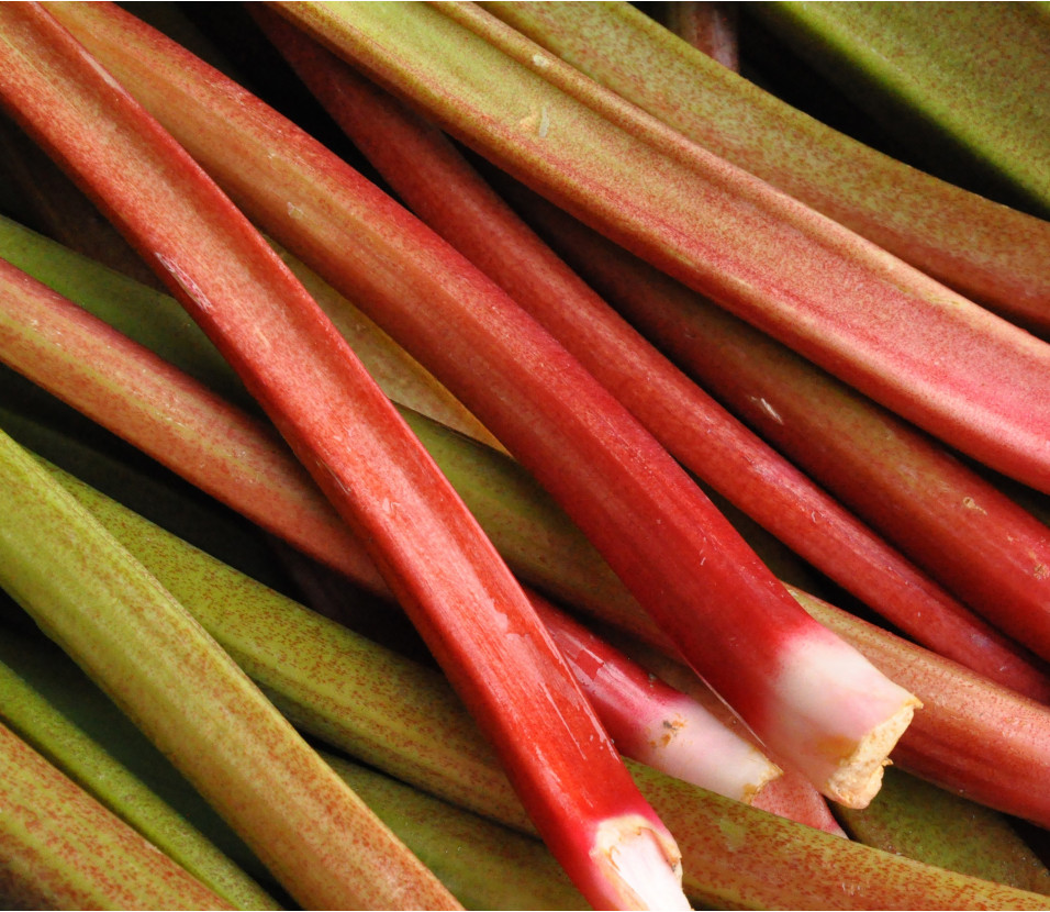 Rhubarbes