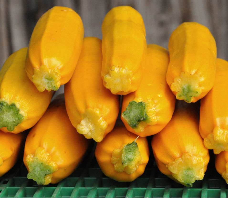 Courgette jaune (moyenne)