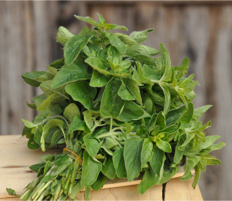 Origano