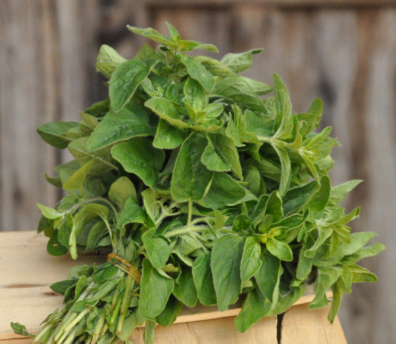 Origano