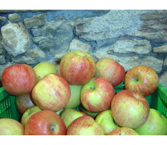 Pommes Jonagold