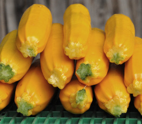 Courgette jaune (moyenne)