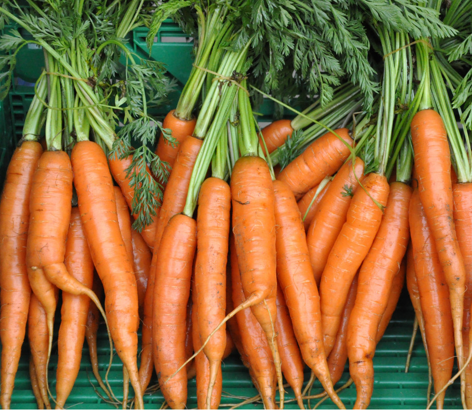 Carottes en botte