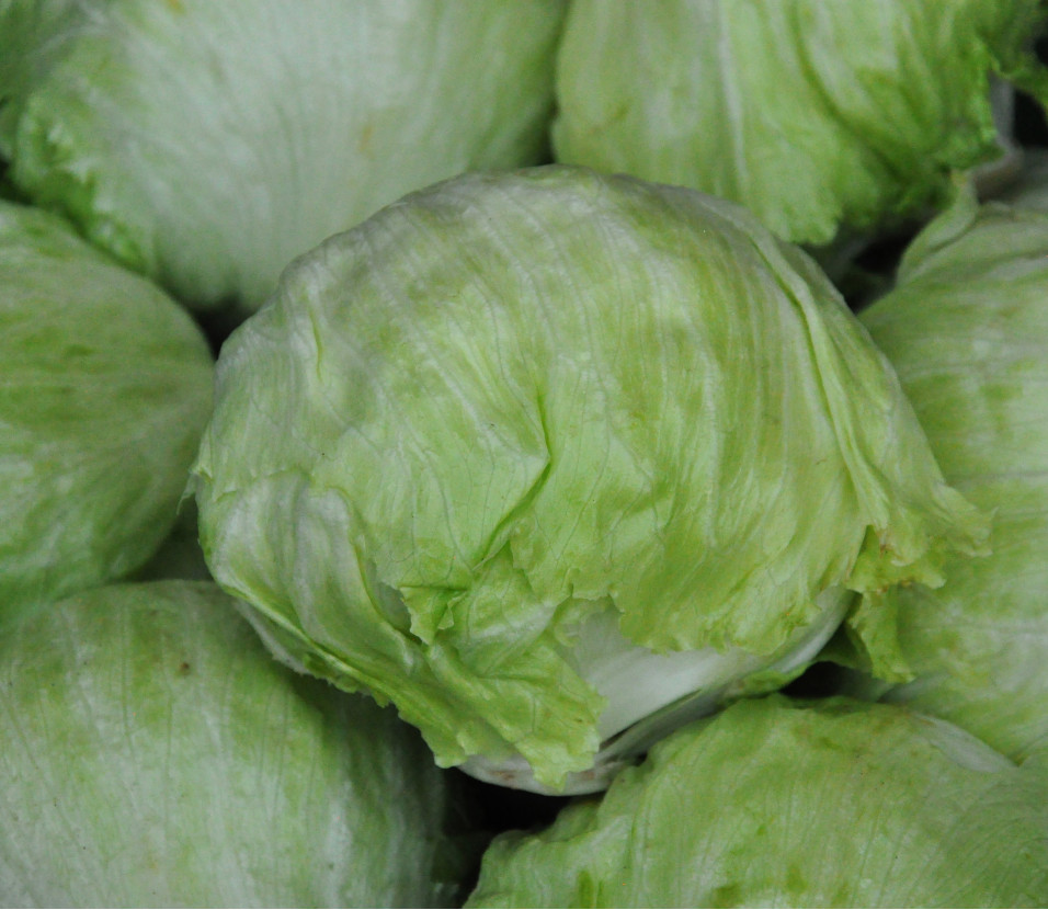 Iceberg Salat