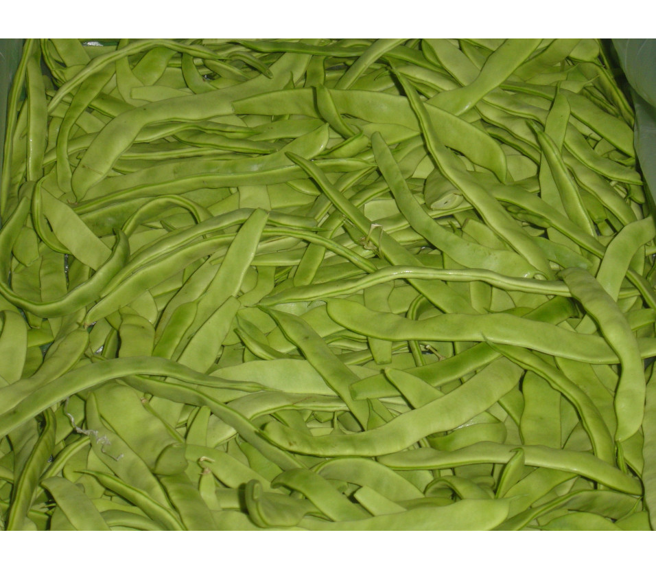 Haricots coco verts