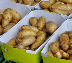 Kartoffeln Ratte klein in K