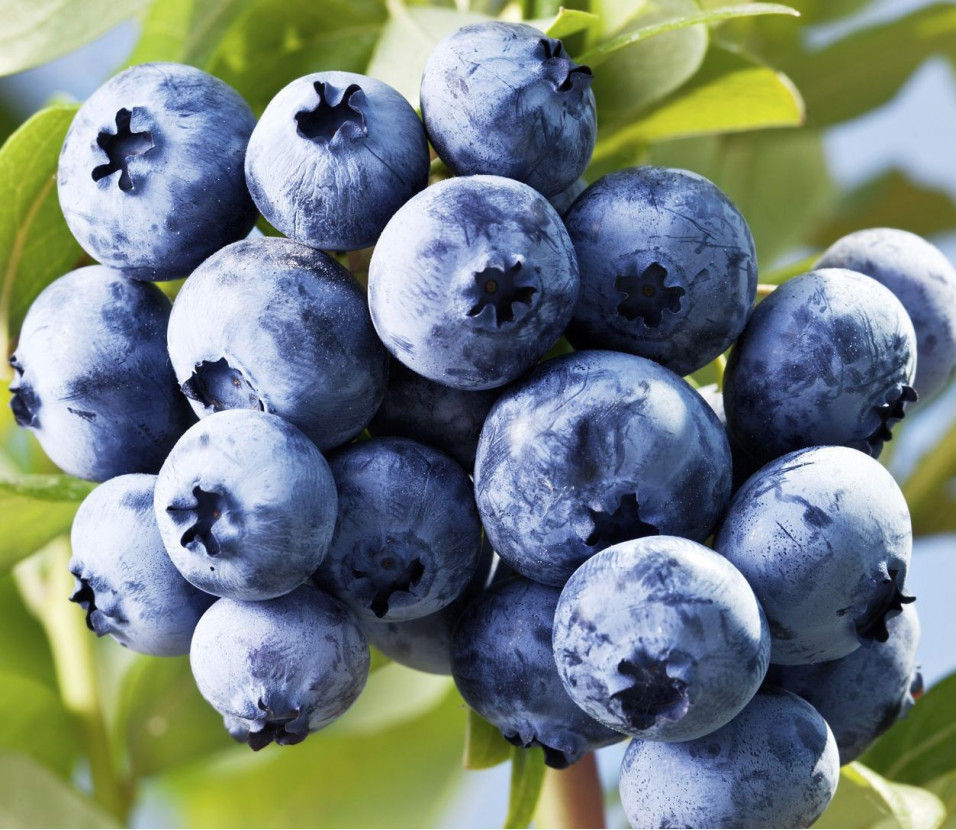 Heidelbeeren (250 g)