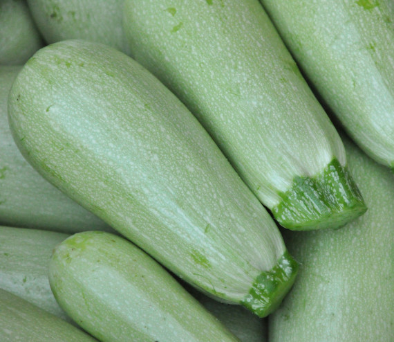 courgette blanche