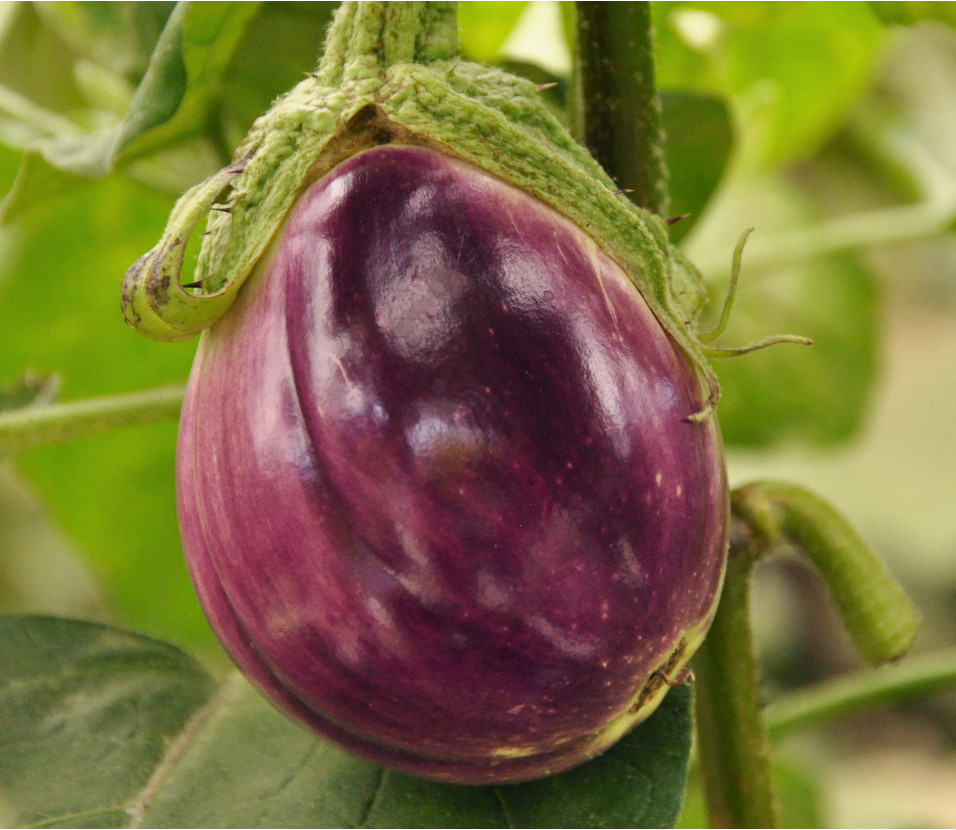Aubergine