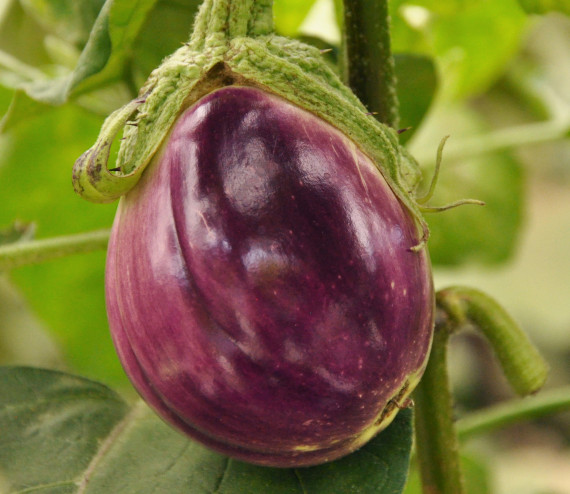 Aubergine