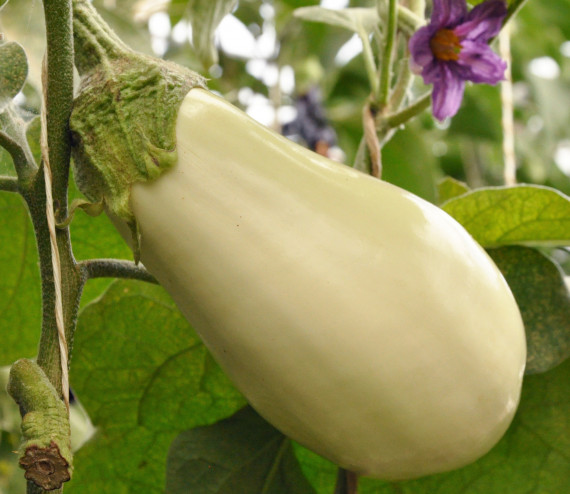 Aubergine