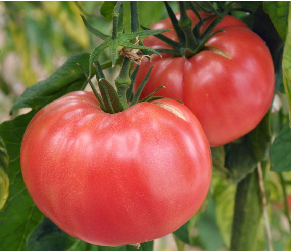 Tomate Rose de Berne