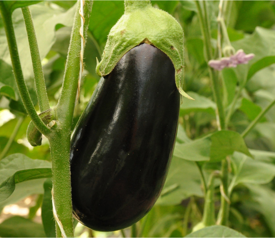 Aubergine