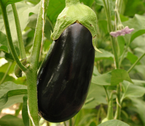 Aubergine