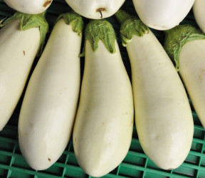 Aubergine