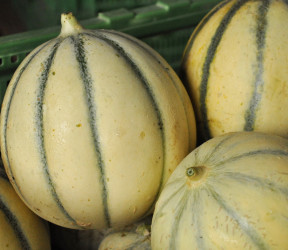 melon Charentais