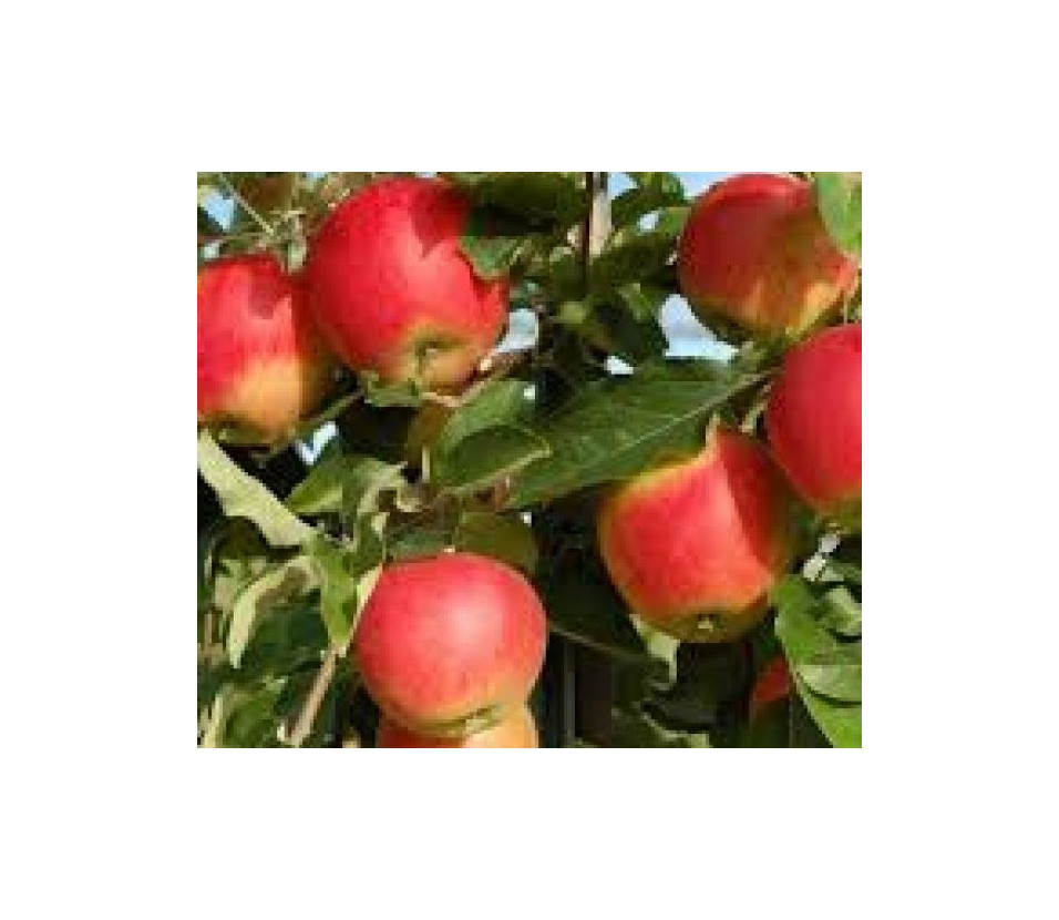 pommes Galmac