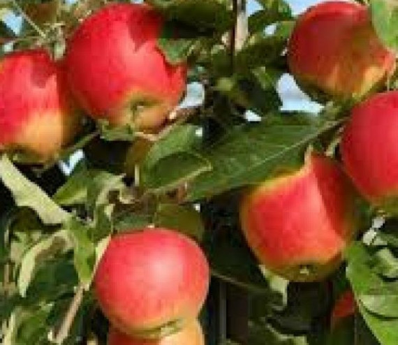 pommes Galmac