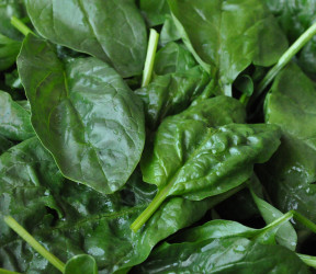 Epinards jeunes