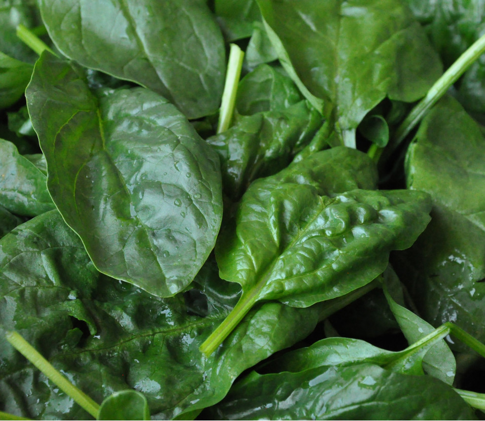 Spinat neu