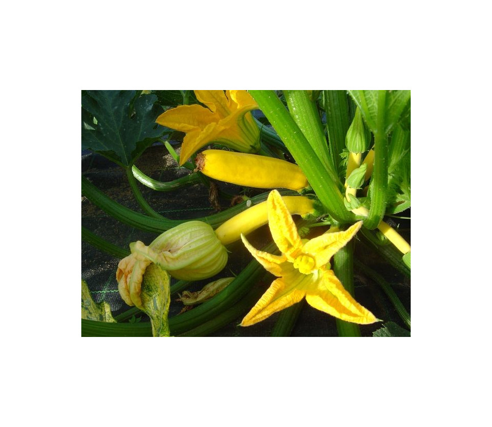 Courgette jaune petite