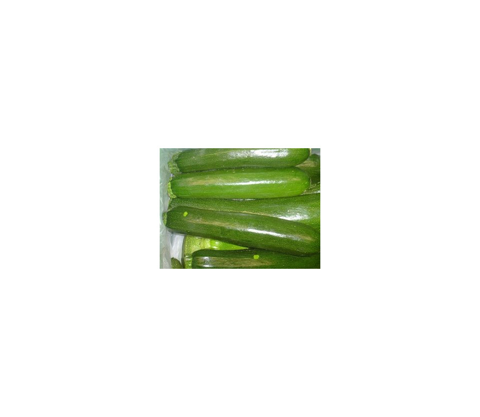 Courgette verte moyenne