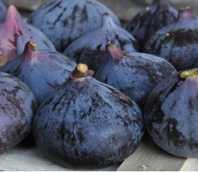 figues fra