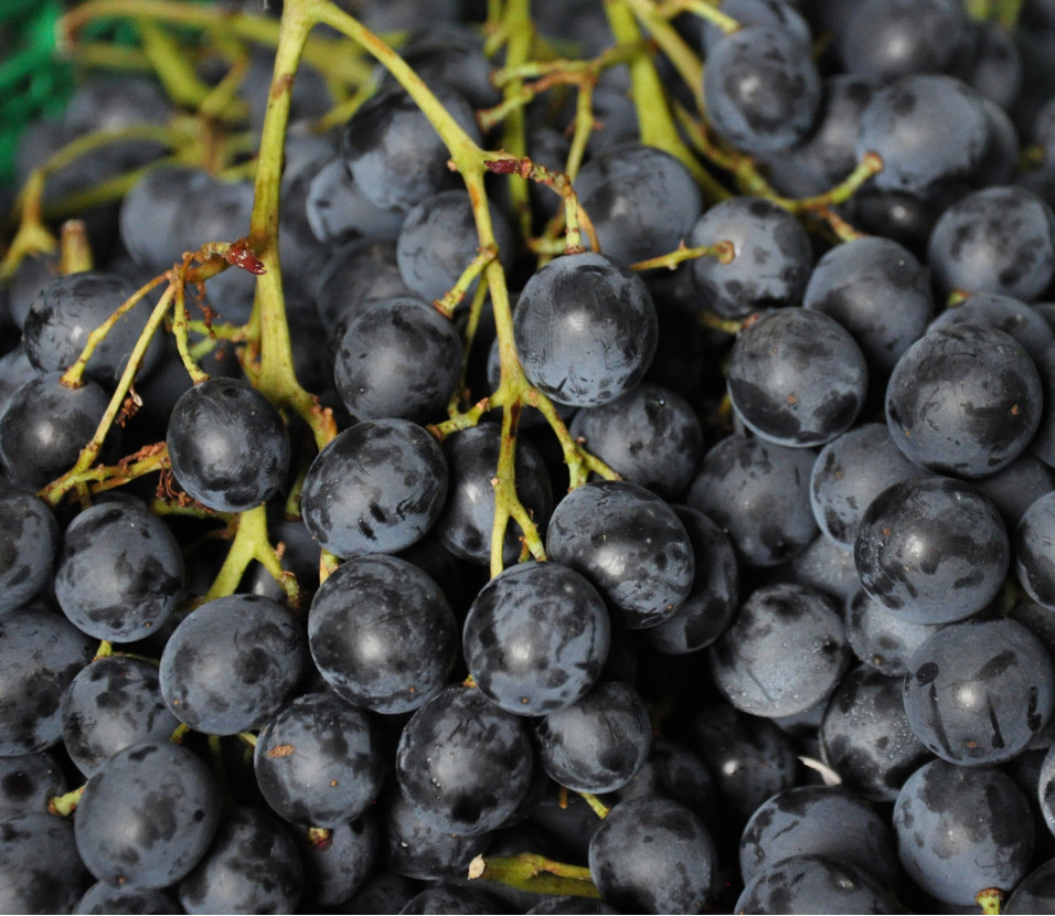 raisin Muscat
