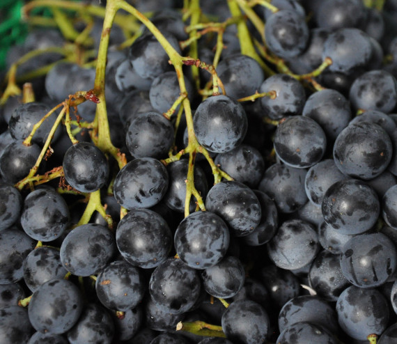 raisin Muscat