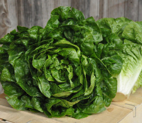 Laitue Romaine