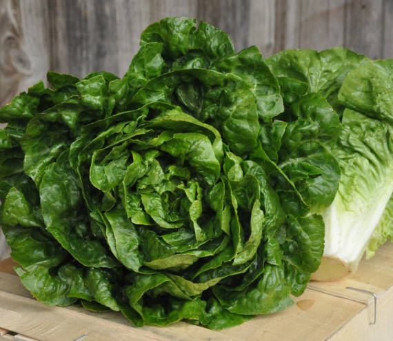 Laitue Romaine