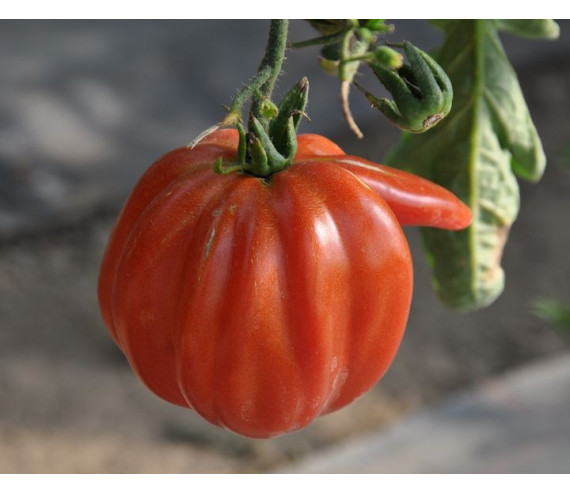 Tomate Ochsenherz