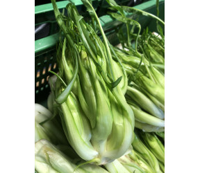 Puntarelle