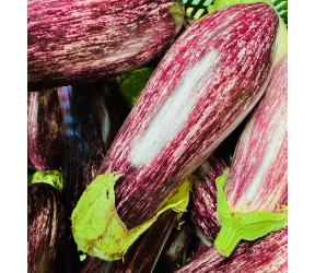 Aubergine striée