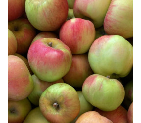 Apfel Werdenberg