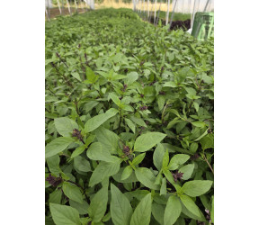 basilic thaï en vrac