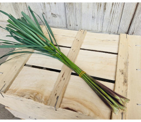 citronnelle botte