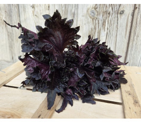 Roter Shiso Bund