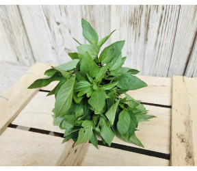 Zweifarbiger Shiso Bund
